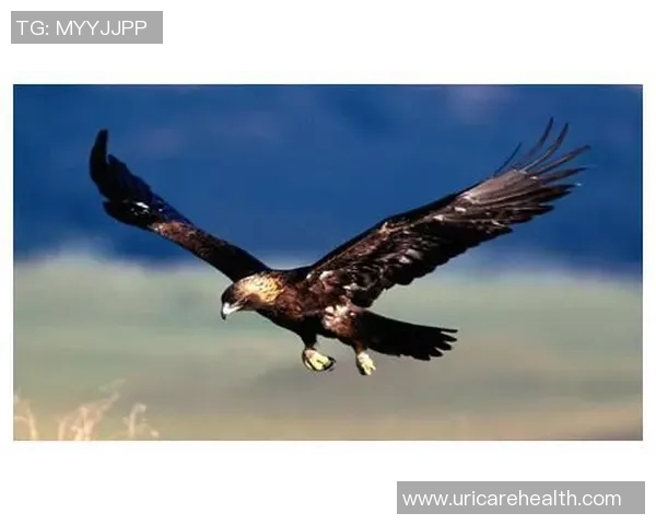 雄鹰翱翔天际展雄风,探索老鹰的生存智慧与自然魅力 雄鹰翱翔天际展雄风,探索老鹰的生存智慧与自然魅力