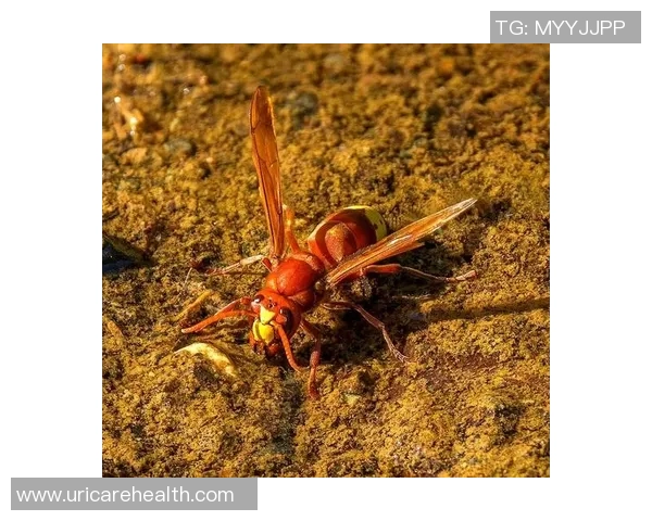 黄蜂生态与行为研究：揭示黄蜂在生态系统中的重要作用及其对环境的影响
